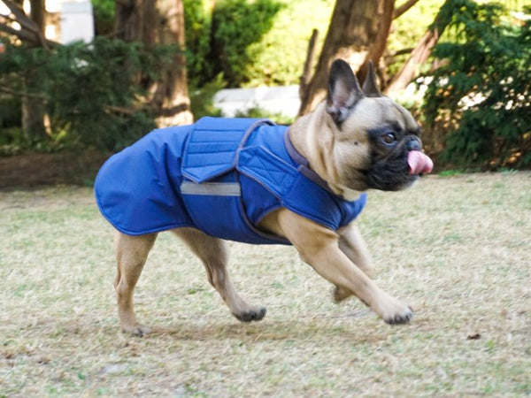 FRENCH BULLDOG WINTER COAT - READY-MADE