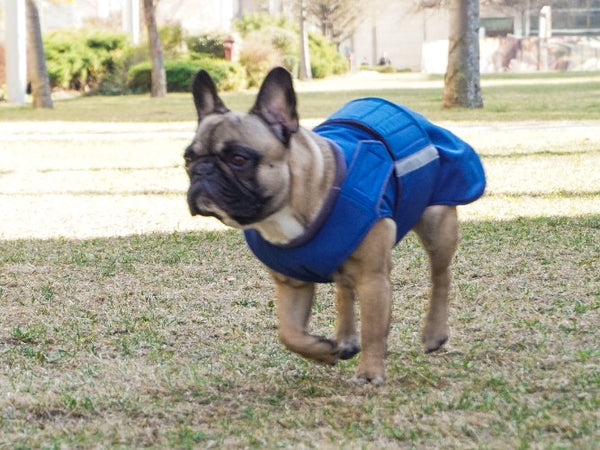 FRENCH BULLDOG RAINCOAT - READY-MADE