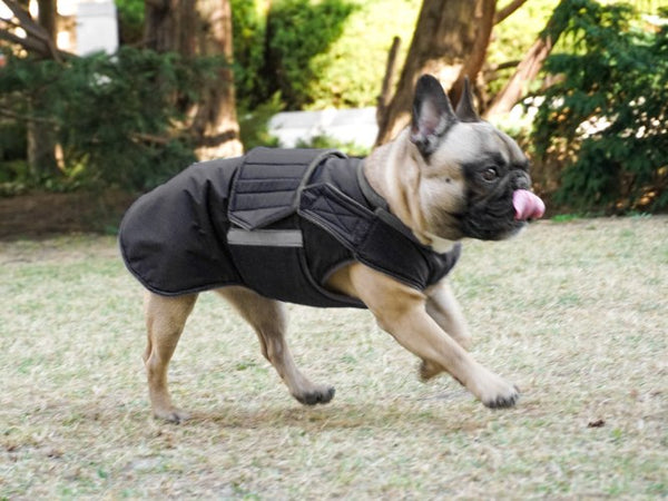 FRENCH BULLDOG WINTER COAT - READY-MADE