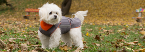 Custom made dog clearance coats
