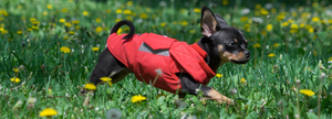 PepperPetwear custom made dog coats dog jackets and dog