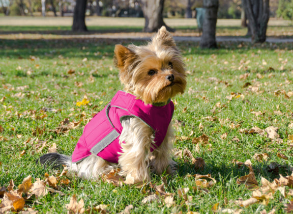 YORKIE EXTRA WARM WINTER COAT - READY-MADE