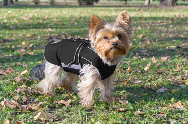 YORKIE WINTER COAT - READY-MADE