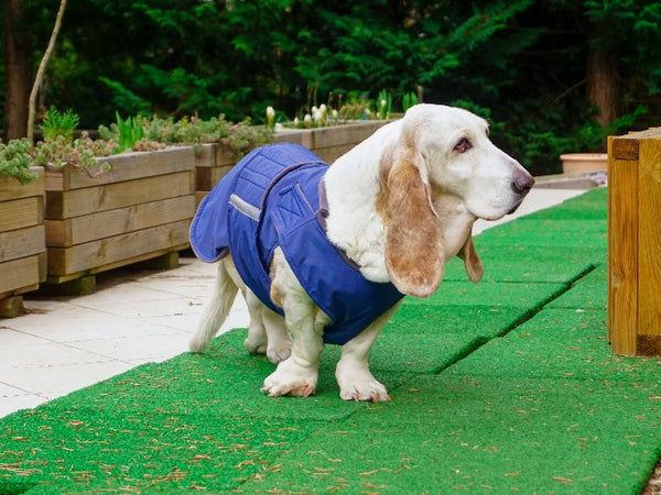 BASSET HOUND WINTER COAT - READY-MADE