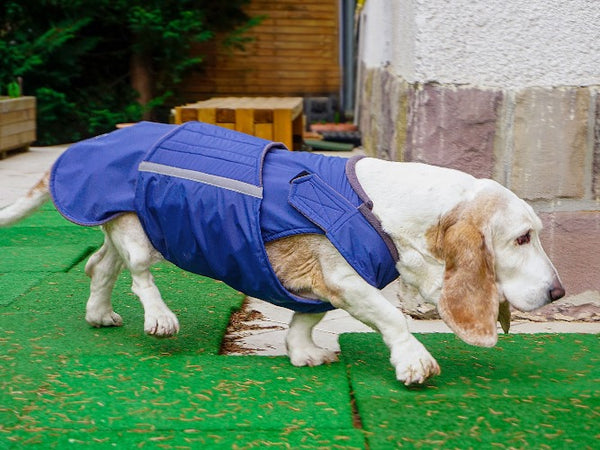 BASSET HOUND WINTER COAT - READY-MADE