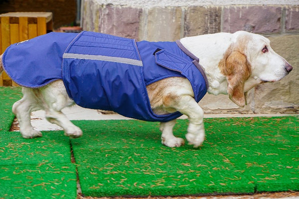 BASSET HOUND WINTER COAT - READY-MADE