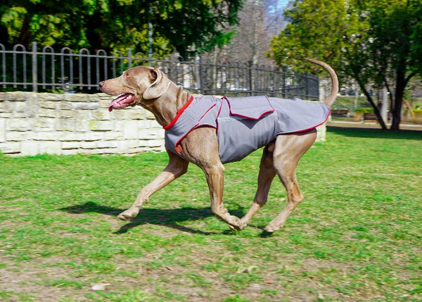 WEIMARANER DOG RAINCOAT / MADE TO ORDER