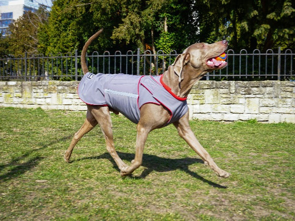 WEIMARANER EXTRA WARM WINTER DOG COAT / MADE TO ORDER