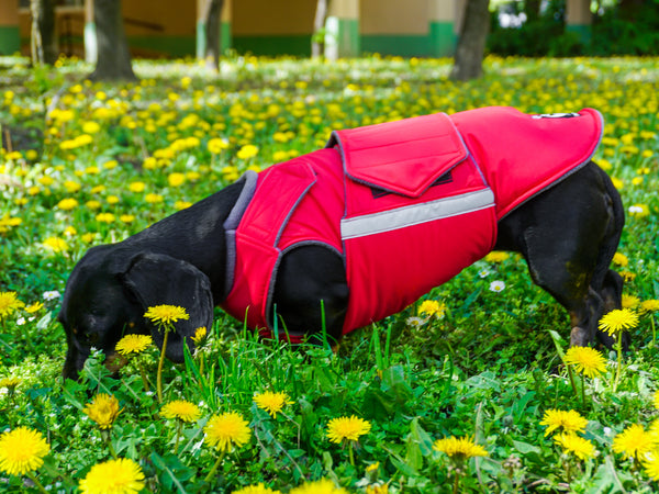 DACHSHUND EXTRA WARM WINTER DOG COAT / MADE TO ORDER