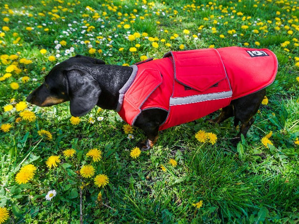 DACHSHUND EXTRA WARM WINTER COAT - READY-MADE