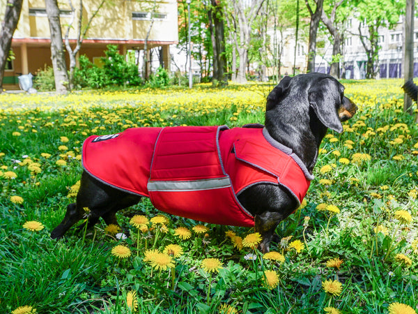 DACHSHUND EXTRA WARM WINTER DOG COAT / MADE TO ORDER