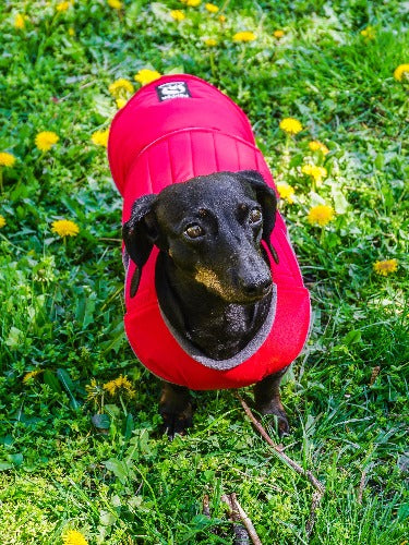 DACHSHUND EXTRA WARM WINTER COAT - READY-MADE