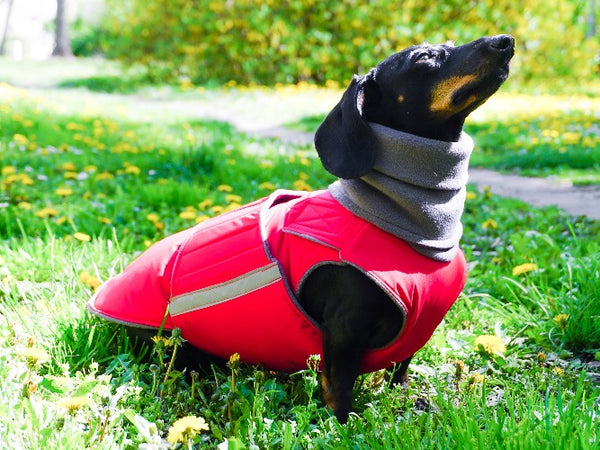 DACHSHUND EXTRA WARM WINTER DOG COAT + NECK WARMER/ MADE TO ORDER