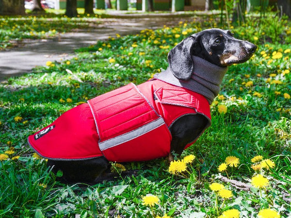 DACHSHUND EXTRA WARM WINTER DOG COAT + NECK WARMER/ MADE TO ORDER