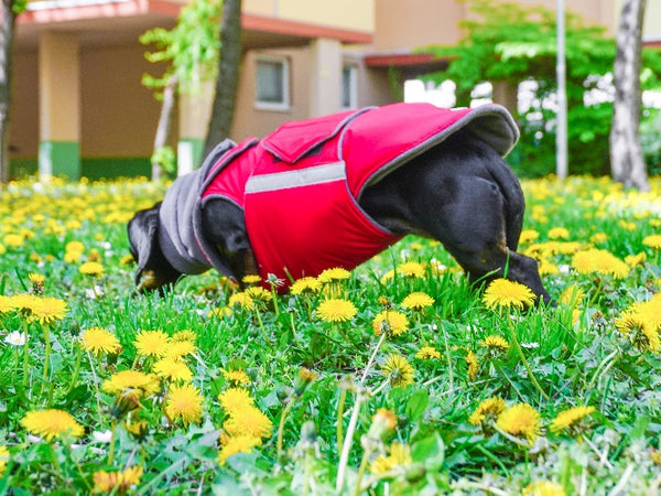 DACHSHUND EXTRA WARM WINTER DOG COAT + NECK WARMER/ MADE TO ORDER