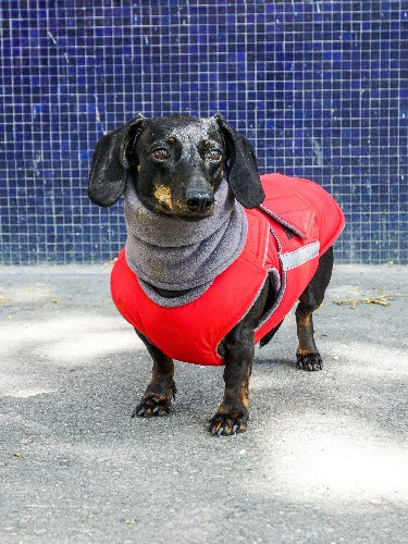 DACHSHUND EXTRA WARM WINTER DOG COAT + NECK WARMER/ MADE TO ORDER