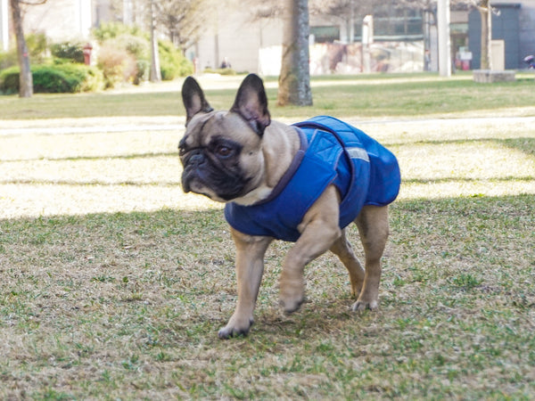 FRENCH BULLDOG DOG RAINCOAT / MADE TO ORDER