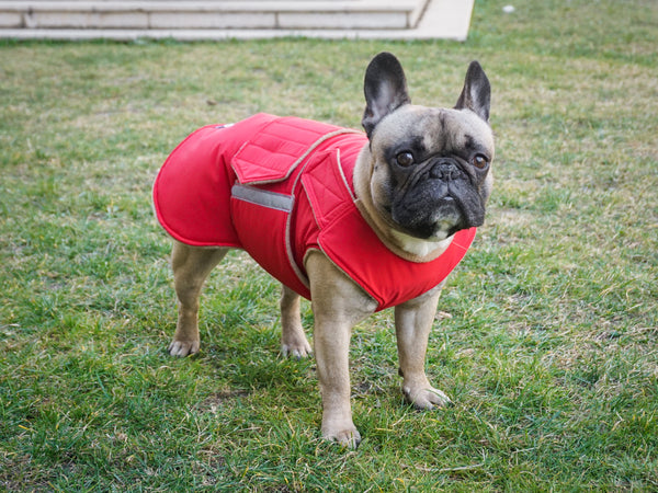 FRENCH BULLDOG EXTRA WARM WINTER DOG COAT / MADE TO ORDER