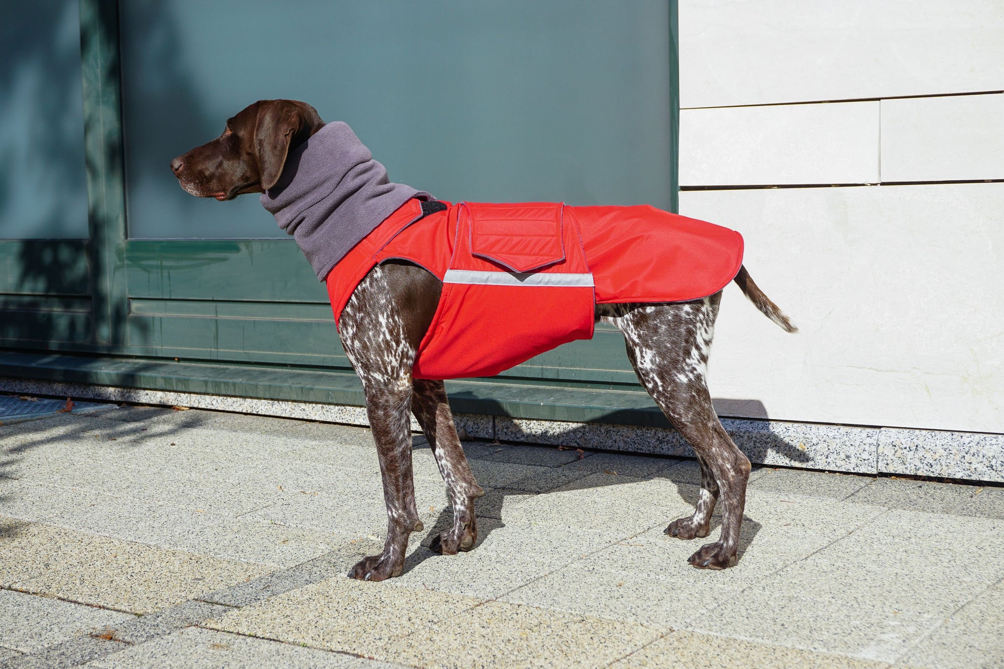 VIZSLA WINTER DOG COAT + NECK WARMER/ MADE TO ORDER – Pepper Petwear