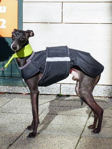 ITALIAN GREYHOUND WINTER COAT - READY-MADE