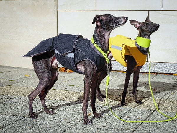 ITALIAN GREYHOUND WINTER COAT - READY-MADE