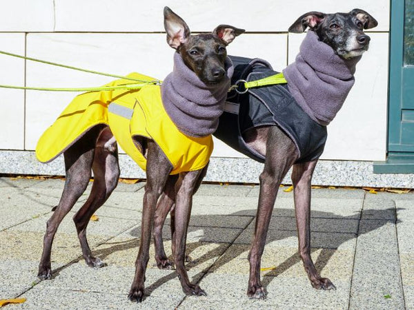 ITALIAN GREYHOUND WINTER COAT + NECK WARMER - READY-MADE