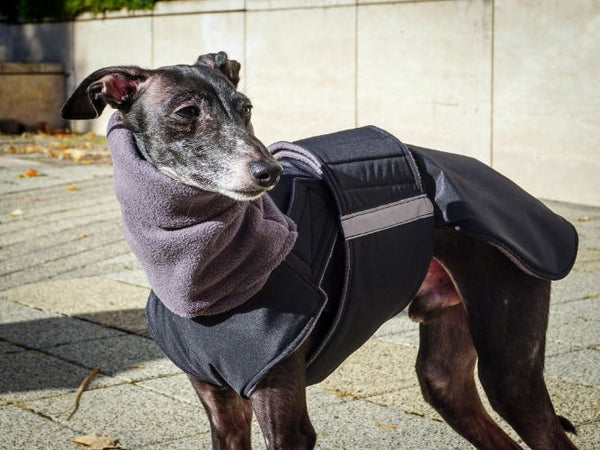 ITALIAN GREYHOUND WINTER DOG COAT + NECK WARMER / MADE TO ORDER