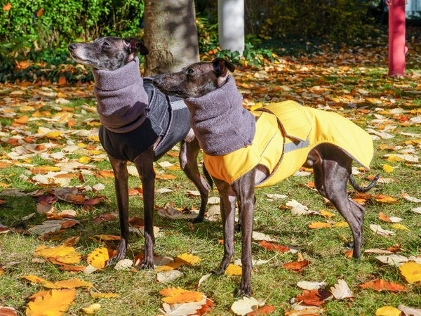 ITALIAN GREYHOUND WINTER DOG COAT + NECK WARMER / MADE TO ORDER