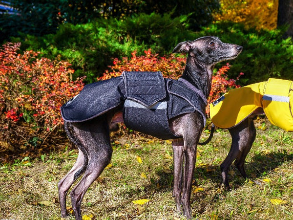 ITALIAN GREYHOUND WINTER COAT - READY-MADE