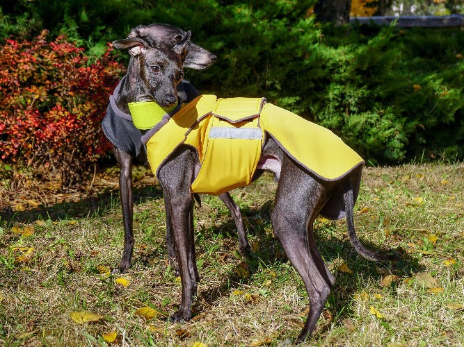 ITALIAN GREYHOUND WINTER COAT READY MADE