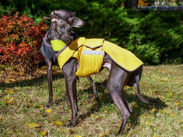 ITALIAN GREYHOUND WINTER COAT - READY-MADE