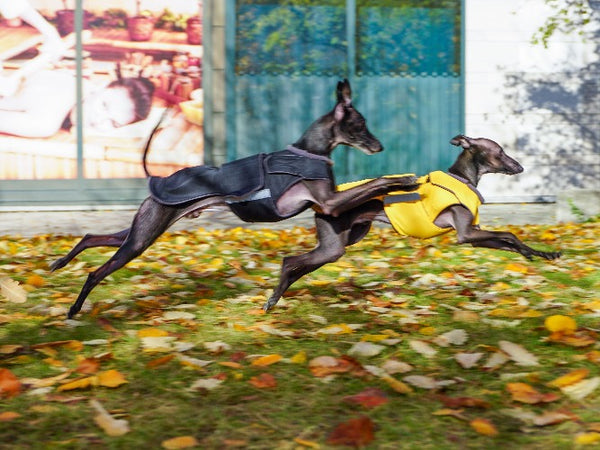 ITALIAN GREYHOUND WINTER COAT - READY-MADE