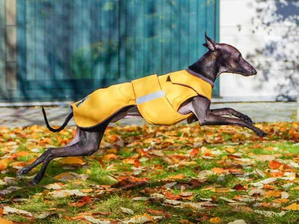 ITALIAN GREYHOUND WINTER COAT - READY-MADE