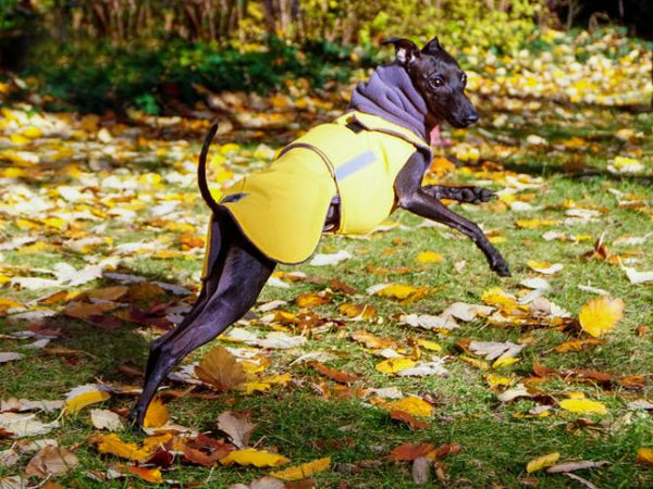 ITALIAN GREYHOUND WINTER COAT + NECK WARMER - READY-MADE