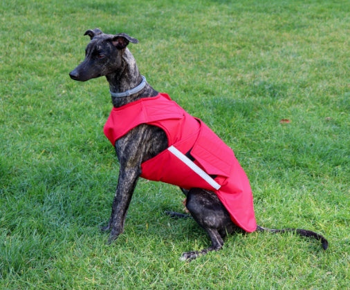 GREYHOUND EXTRA WARM WINTER COAT - READY-MADE