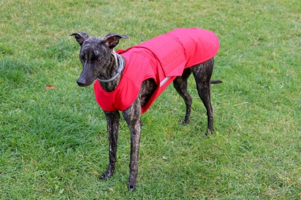 GREYHOUND EXTRA WARM WINTER COAT - READY-MADE