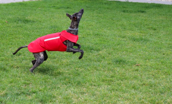 GREYHOUND EXTRA WARM WINTER COAT - READY-MADE