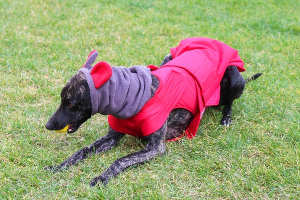 WINTER DOG SNOOD WITH EARS