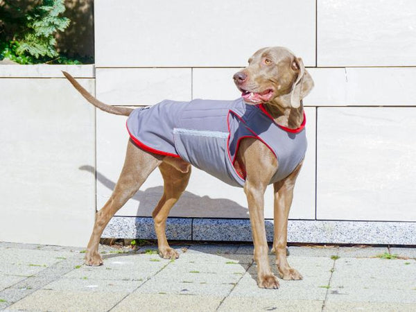 WEIMARANER SOFTSHELL DOG COAT / MADE TO ORDER