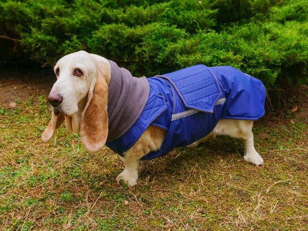 BASSET HOUND WINTER DOG COAT + NECK WARMER / MADE TO ORDER