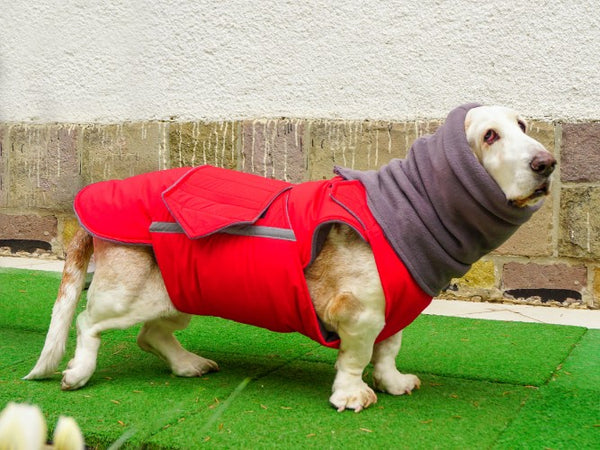 BASSET HOUND EXTRA WARM WINTER DOG COAT + NECK WARMER/ MADE TO ORDER