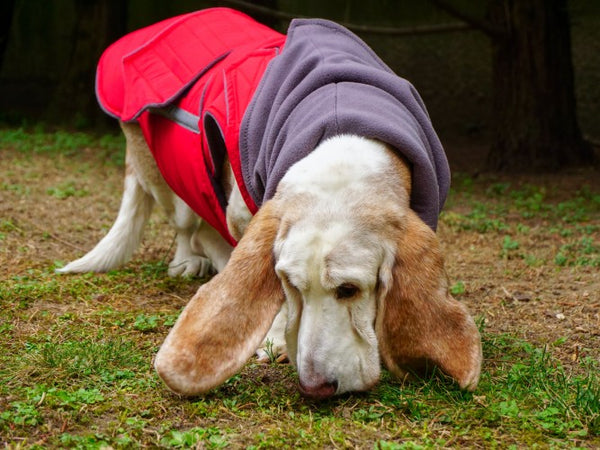 BASSET HOUND EXTRA WARM WINTER DOG COAT + NECK WARMER/ MADE TO ORDER