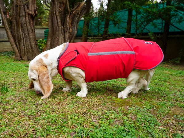 BASSET HOUND EXTRA WARM WINTER COAT - READY-MADE