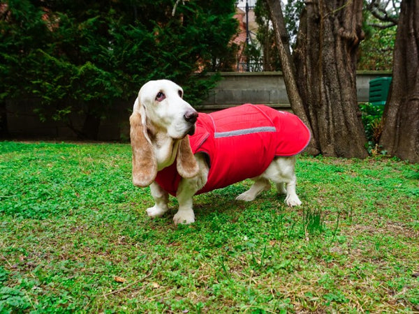 BASSET HOUND EXTRA WARM WINTER DOG COAT / MADE TO ORDER