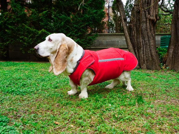 BASSET HOUND EXTRA WARM WINTER DOG COAT / MADE TO ORDER