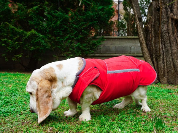 BASSET HOUND EXTRA WARM WINTER COAT - READY-MADE