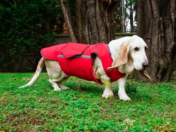 BASSET HOUND EXTRA WARM WINTER COAT - READY-MADE