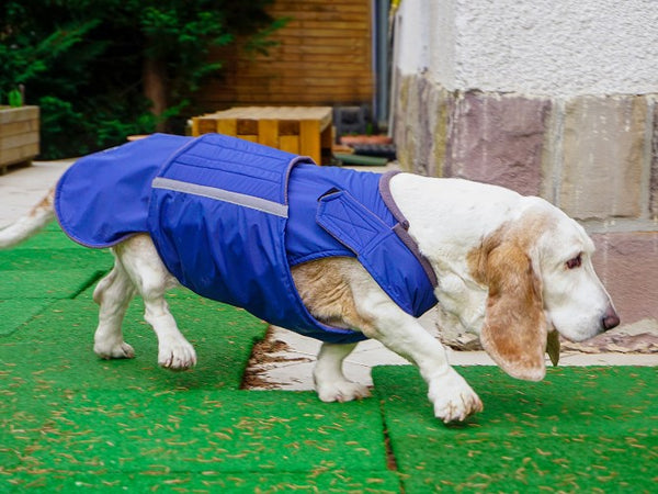 BASSET HOUND WINTER DOG COAT / MADE TO ORDER