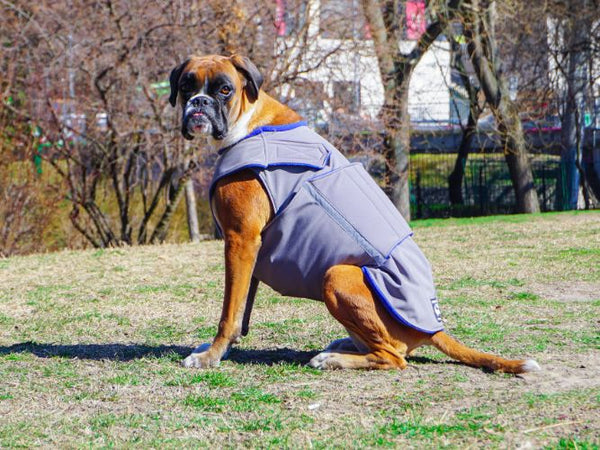 BOXER SOFTSHELL DOG COAT - READY-MADE