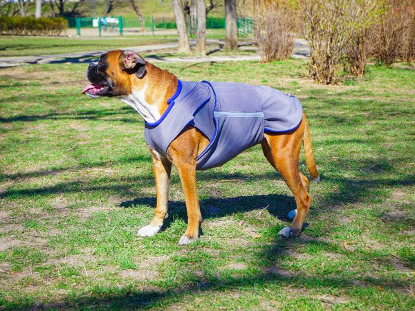 BOXER SOFTSHELL DOG COAT - READY-MADE